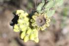 cylindropuntiaimbricata_small.jpg