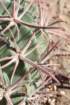 homocephalatexensis3_small.jpg