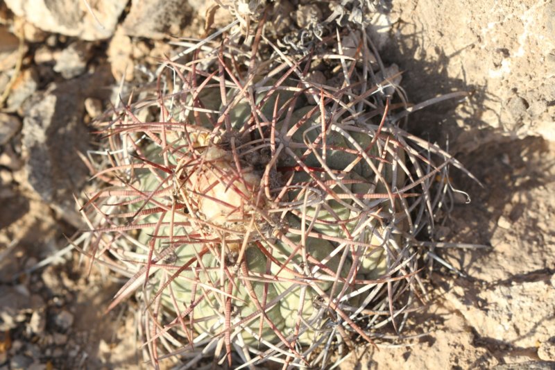 echinocactushorizonthalonius.jpg