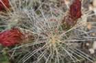 echinocereusstramineus_small.jpg