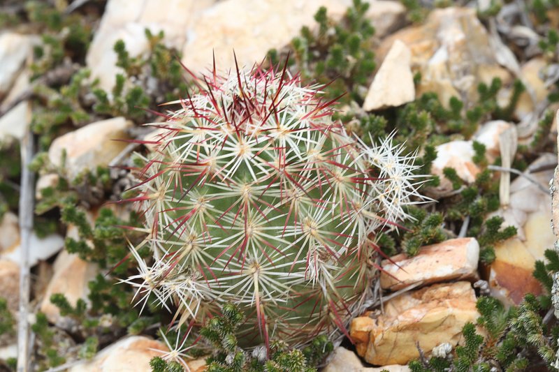 echinocereusviridiflorusvarcylindricus.jpg