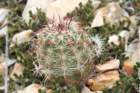 echinocereusviridiflorusvarcylindricus_small.jpg