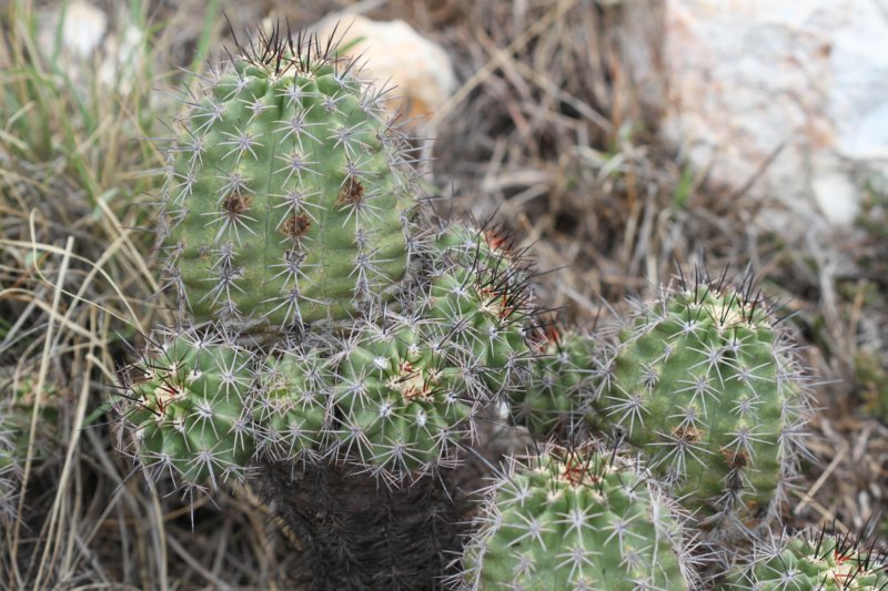 echinocereusxroetterivarneomexicana.jpg