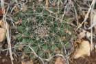 mammillariameiacantha_small.jpg