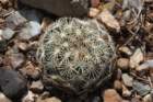 coryphanthaechinus_small.jpg