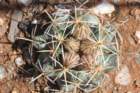 coryphanthascheeri2_small.jpg