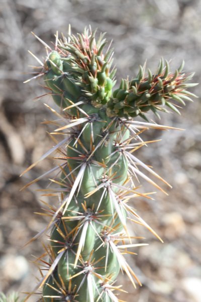 cylindropuntiaimbricata.jpg