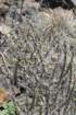 cylindropuntialeptocaulis_small.jpg