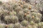 echinocereusenneacanthus_small.jpg