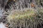 echinocereusenneacanthuscristate_small.jpg