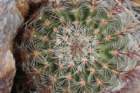 echinocereusviridiflorusvarcylindricus_small.jpg