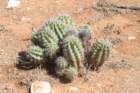 echinocereusxroetterivarneomexicana2_small.jpg