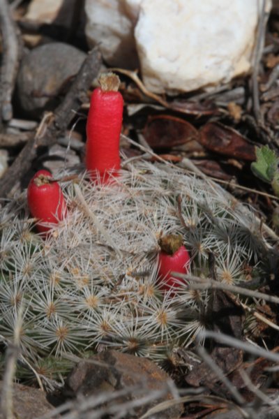 mammillarialasciacantha2.jpg