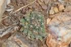 mammillariameiacantha2_small.jpg