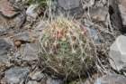 thelocactusflavidispinusbicolorvar3_small.jpg