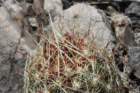 thelocactusflavidispinusbicolorvar4_small.jpg