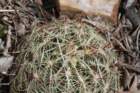 thelocactusflavidispinusbicolorvar_small.jpg