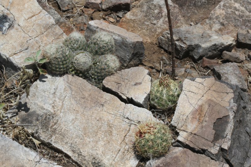 thelocactusflavidispinusbicolorvarrhsescorbariatuberculosavarvaricolorlhs.jpg