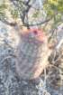 echinocereusdasyacanthus_small.jpg
