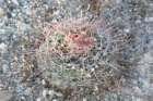 homocephalatexensis2_small.jpg