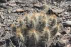 echinocereusstramineus_small.jpg