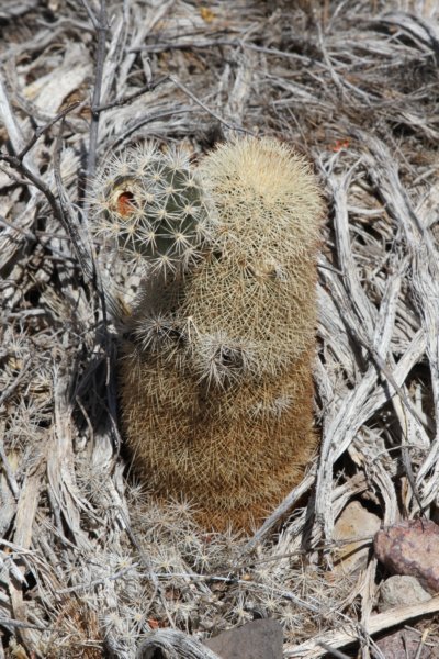 echinocereusdasyacanthus2.jpg