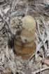 echinocereusdasyacanthus2_small.jpg