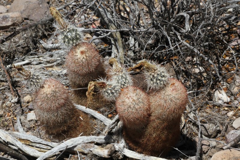 echinocereusdasyacanthus3.jpg