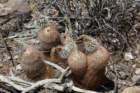 echinocereusdasyacanthus3_small.jpg