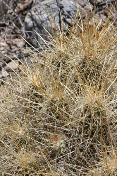 echinocereusstramineus2.jpg