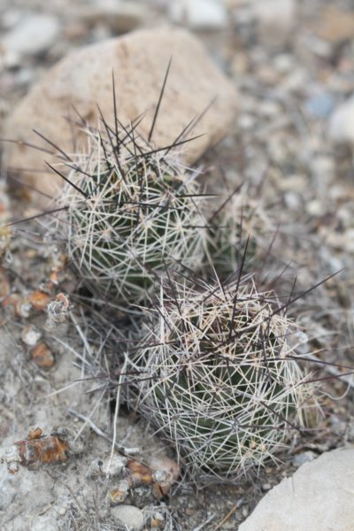 coryphanthamicromeris2.jpg