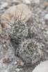 coryphanthamicromeris2_small.jpg