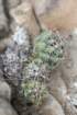 coryphanthamicromeris_small.jpg
