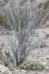 echinocereusenneacanthusatbaseoffouquieriasplendens_small.jpg