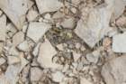 ariocarpusfissuratus2_small.jpg