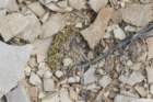ariocarpusfissuratus_small.jpg