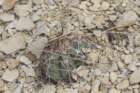 echinocactushorizonthalonius_small.jpg