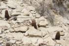 echinocereusdasyacanthus2_small.jpg