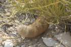 echinocereusdasyacanthus_small.jpg