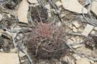 hamatocactushamatacanthusferocactus2_small.jpg