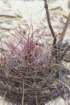 hamatocactushamatacanthusferocactus_small.jpg
