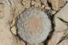mammillarialasciacantha2_small.jpg