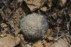 mammillarialasciacantha3_small.jpg