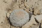 mammillarialasciacantha_small.jpg