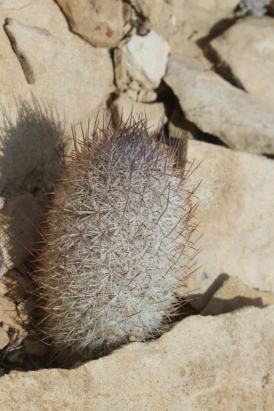 mammillariapottsii.jpg