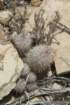 mammillariapottsii2_small.jpg