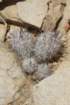 mammillariapottsii3_small.jpg