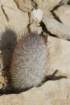 mammillariapottsii_small.jpg
