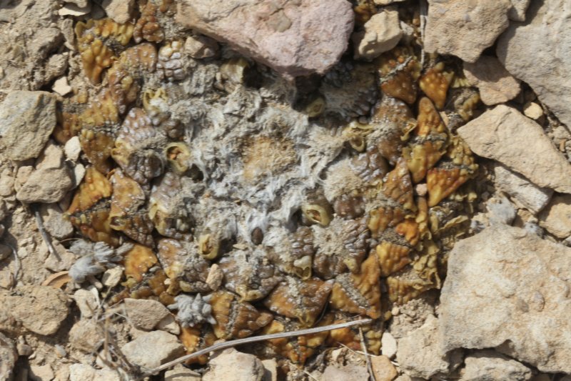 ariocarpusfissuratus2.jpg