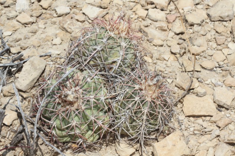 echinocactushorizonthalonius.jpg